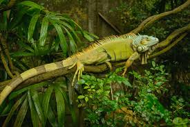 The green iguana is a vibrant shade of green with a long, straight tail. The Green Iguana Tips Tricks For Pets Iguana As Pet Reptile Pet