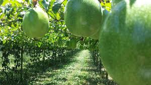 Check spelling or type a new query. Passion Fruit Growing Tips Techniques And Secrets Gardening Tips