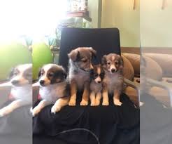 Maybe you would like to learn more about one of these? Puppies For Sale Near Chicago Illinois Usa Page 1 10 Per Page Puppyfinder Com