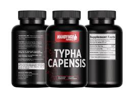 Image result for Typha capensis