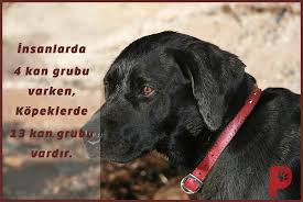 Kopeklerde 13 Kan Grubu Vardir Kopek Kopeksever Patiaski Kopek Kedi Kopek Kedi