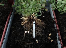 The peanut is an interesting plant, in that it adjusts itself to many kinds and methods of fertilization. How To Grow Peanuts The English Garden