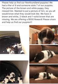 Is a nonprofit corporation organized and operated exclusively for charitable purposes. Litter Of 7 Newfoundland Puppies Stolen In Ohio My Brown Newfies