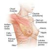 The anatomy of the thoracic spine is related directly to its function. Https Encrypted Tbn0 Gstatic Com Images Q Tbn And9gcrseyvevhpvmkounjl1whgbxarifirgcpzo30zd9i96uzowsbob Usqp Cau