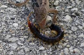Check spelling or type a new query. When A Meal Can Bite Back Anole Annals