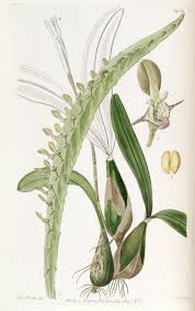 Image result for Bulbophyllum prorepens