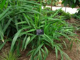 Image result for Aframomum mala