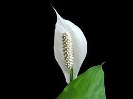 Image result for Spathiphyllum
