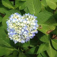 Its common names reflect the ashy or gray appearance of the undersides of its leaves. A Guide To Hydrangea Disease And Pest Problems Hgtv