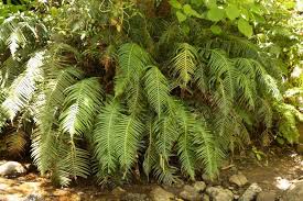 Image result for Blechnum attenuatum