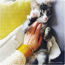 Soins Et Education Du Chat 15 Conseils Nourriture Chat Chat Chaton