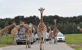 Deel jouw mooiste en tag beekse bergen. Beekse Bergen Safari Park Sightseeing Tilburg