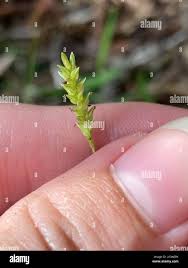 Image result for Sacciolepis indica