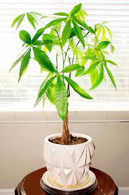 Where to grow money tree plant? Money Tree Plant Care Growing Watering Flowering Propagation Plant Index