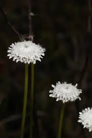 Image result for Eriocaulaceae