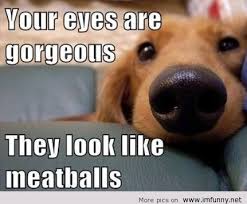 Funny Funny Kid Appropriate Animal Memes Download the unbelievable funny kid friendly animal memes.
