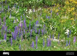 Image result for Crotalaria phylicoides