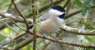 Birds Of Western North Carolina Photos Carolina Chickadee Year Round North Carolina Mountains Chickadee Backyard Birds