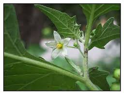 Image result for Solanum memphiticum