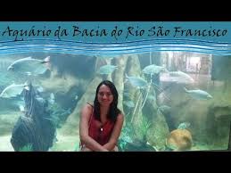 São francisco — ist der name diverser orte, vorwiegend in brasilien: Vlog Aquario Da Bacia Do Rio Sao Francisco Belo Horizonte Youtube