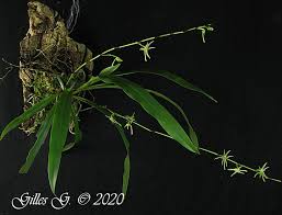 Image result for Angraecum calceolus