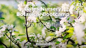 We did not find results for: Plant Grafting Basics Bates Nursery Garden Center Nashville Tn Bates Nursery Garden Center