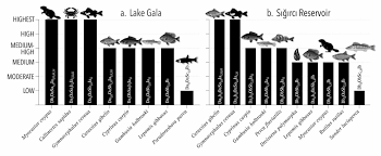 Image result for Disperis sp. nov. aff. macowanii