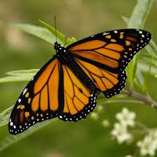 Milkweed Monarch Butterfly Facts Butterfly Pictures Monarch Butterfly