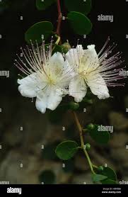 Image result for Capparaceae