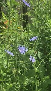 Image result for Rhynchosia congensis