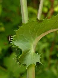 Image result for Sonchus schweinfurthii