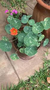 Image result for Erianthemum virescens