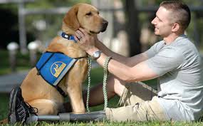 Shaped by the service dog community. Free Service Dog Registration Free Service Dog Certification