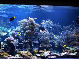 Long Island Reef Aquarium Right Half Reef Aquarium Reef Tank Aquarium