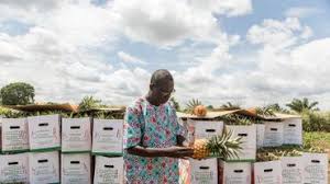 Au Benin L Ananas Doit Changer De Couleur Mais Pas Trop Pour Satisfaire Le Marche Europeen