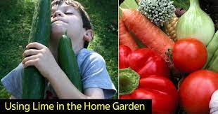 A step towards a better future. Garden Lime Uses In The Home Garden