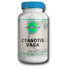 Image result for Cyanotis vaga