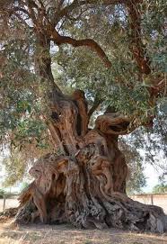 900 Year Old Olive Tree In Italy Olive Tree Old Trees Unique Trees