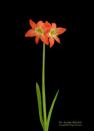 Image result for Hippeastrum puniceum