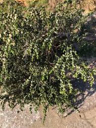 Image result for Thymelaeaceae