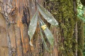 Image result for Polystachya caloglossa