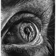 In It S Grip Jono Dry Pencil Drawing Print Etsy In 2021 Pencil Drawings Hyperrealism Eye Drawing