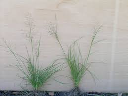 Image result for Eragrostis tenuifolia