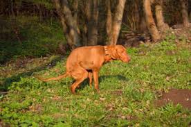 Although it is the most commonly diagnosed cancer in american women, breast cancer can impact people of all genders. Prostate Disease In Dogs The Dog Owner S Guide