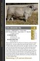 Bar GB Land And Cattle - Gallelli Charolais