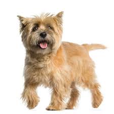 Kitchen equipment australian terrier vs yorkshire. Australian Terrier Vs Cairn Terrier Complete Breed Comparison
