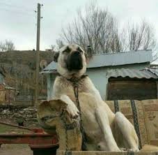 Idona Cannaday Kleinbeck Adli Kullanicinin Kangal Panosundaki Pin Kopek Coban Kopegi Komik