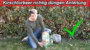 Kirschlorbeer kommt mit vielen böden zurecht und muss nicht zwingend gedüngt werden, wer aber nicht so lange warten möchte bis die hecke von. Kirschlorbeer Dungen Anleitung Lorbeerkirsche Richtig Dungen Zeitpunkt Wann Womit Wie Oft Uvm Youtube