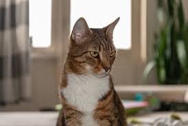 I just don't know what food is most cost effective. How Much Does A Cat Cost Per Month The Complete Guide Faqcats Com