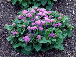 How To Grow Ameratum From Seeds Planting A Flower With A Seaside Way Ageratum Photo Of Colors Seedlings When Planting